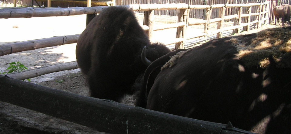 电话炸弹短信业务