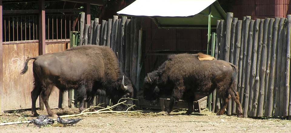 手机号轰在线轰炸